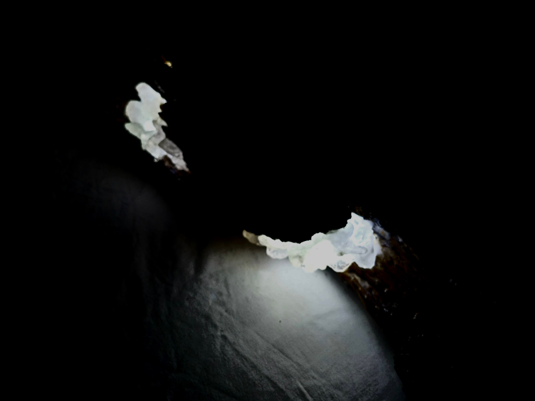 Handcrafted Driftwood Clear Quartz Lamp